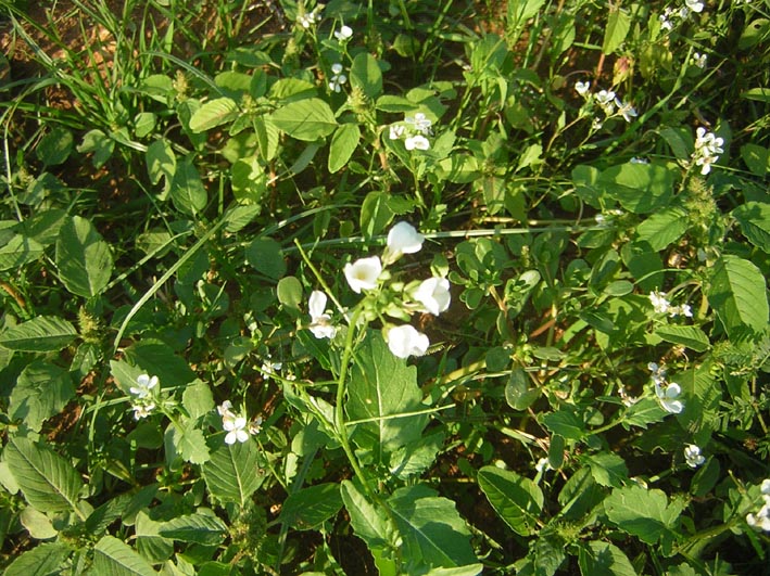 piantina con fiori bianchi